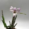 dendrobium moniliforme suisei 